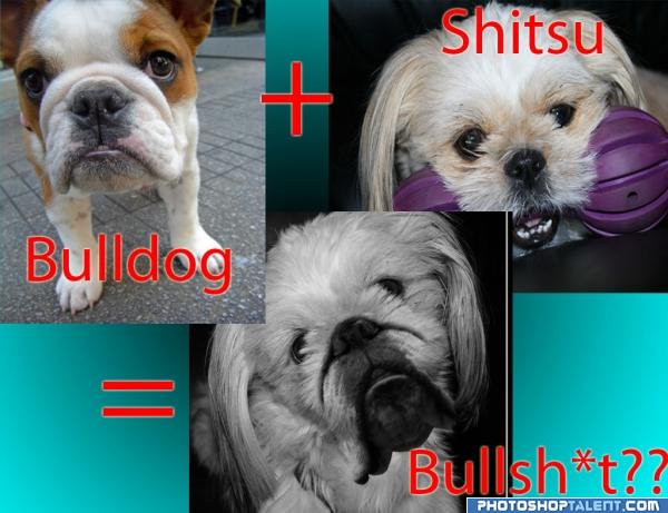 Bulldog+Shitsu= Bullsh**?